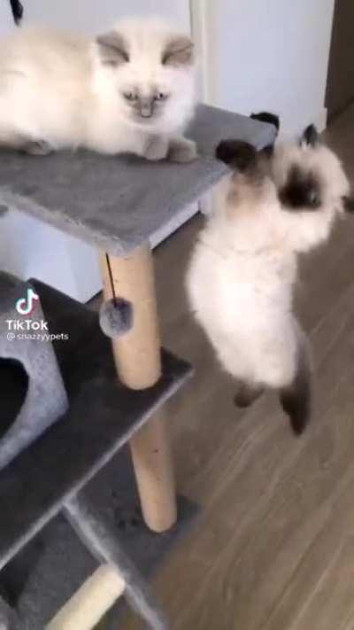 I am the victim of an attempted purrder attempt. Can I get the other kitty arrested? Do I need to enter witness purrtection if I testify against them?