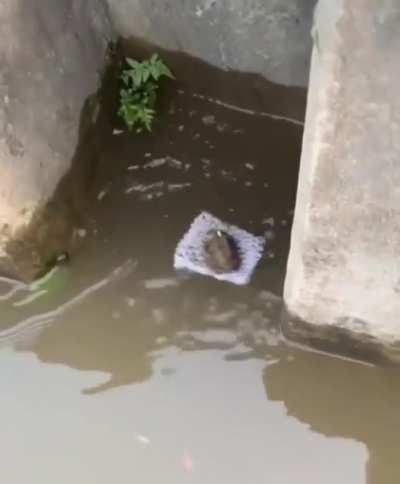 Happy Wednesday, found this a while back on an Evangelion sub