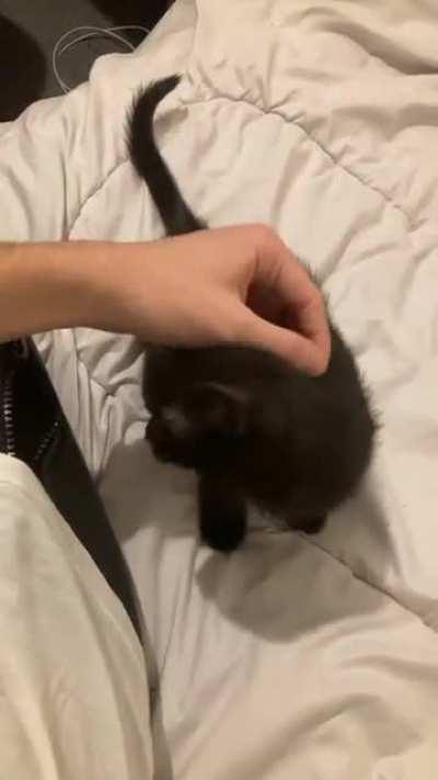 Tiny kitty, huge screams