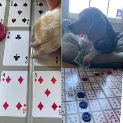 Told my little brother to spend more time with our Beagle Amy and he sent me this