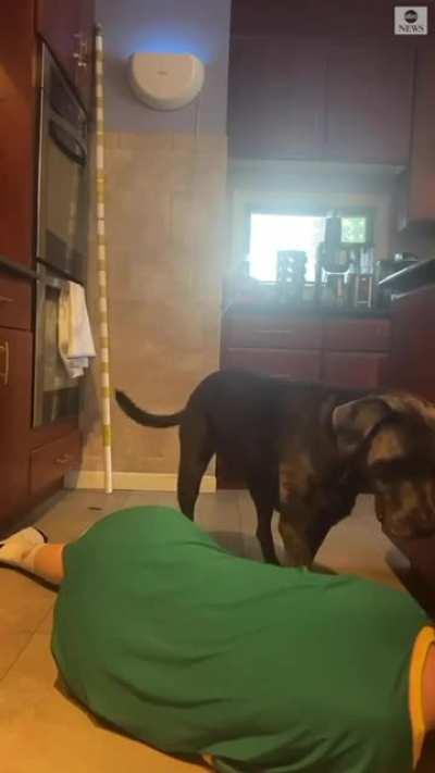 Dog's had enough of her tiktok challenges