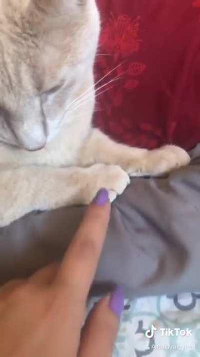 My first time attempting to make a tiktok and my cat reacted perfectly