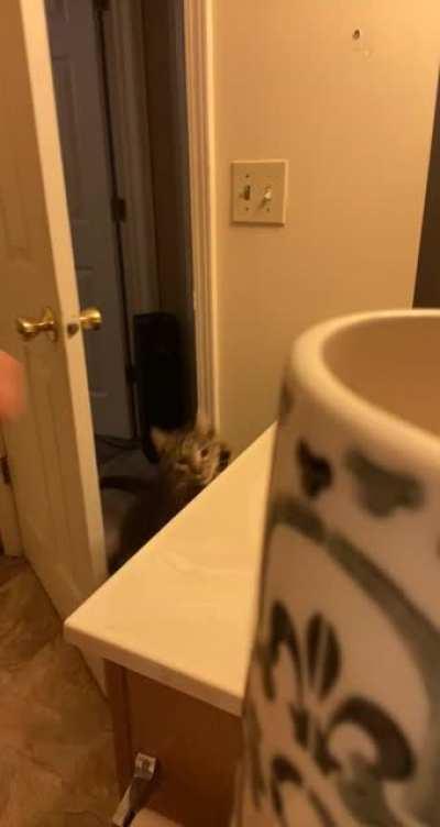 So I prepare my cats food in my bathroom to avoid them nibbling while I’m making it. They are well aware of this. I am a slave.