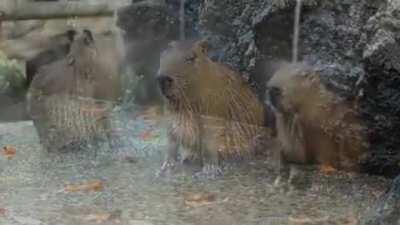 You encounter giant capybaras the size of cows chilling in a hot spring