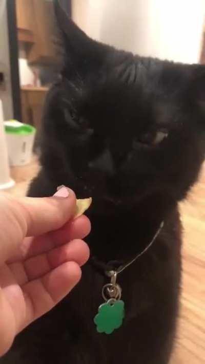 Some teef-filled ASMR of my best friend's cat Coco eating a potato chip! He crunch~