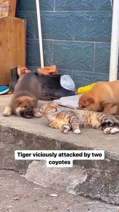 It's a wunk eat wunk world 😔