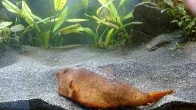 Tater said she did not want to be pet and posted to this sub. I posted her anyway!!