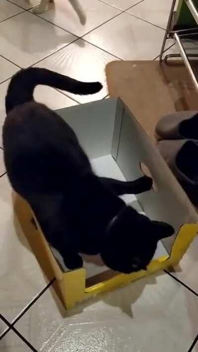 Greebles invaded my box!