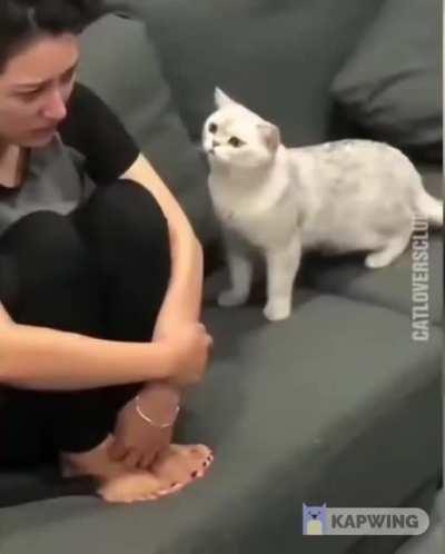 Cat seeing human cry for the first time.
