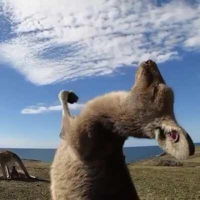 Oh the belly rubs feel so good 🤤