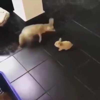 I couldn't find a startled fox sub so here you go