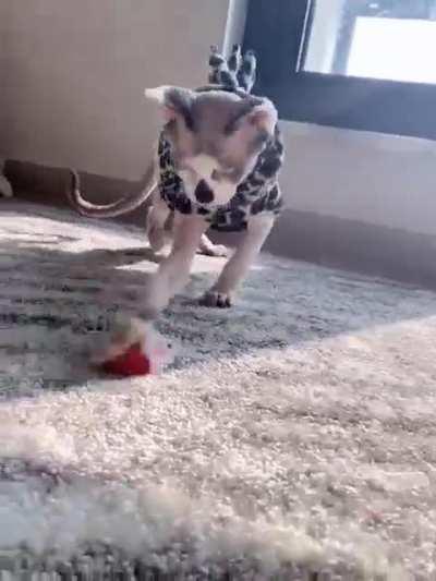 little dinosaur playing with balls🤣🤣🤣