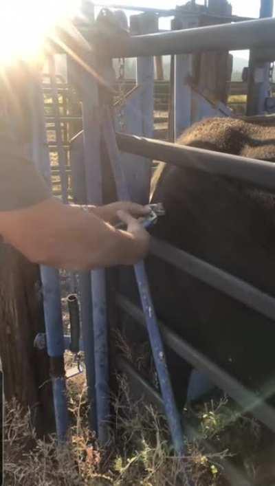 Person pulls an elk antler out of a cow's shoulder