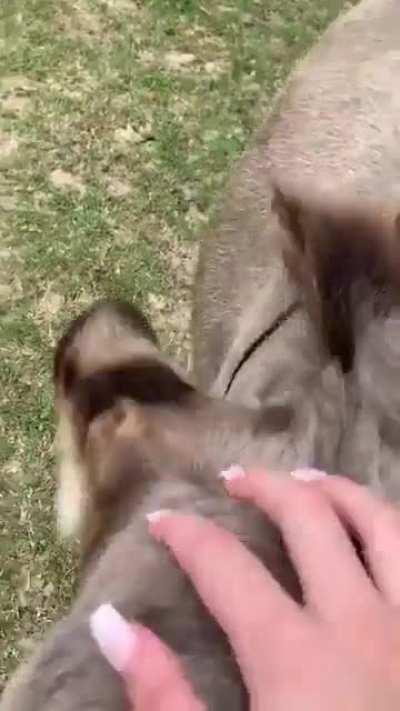 Girl Calls For A Little Donkey To Come Out And He Happily Runs At Her To Play