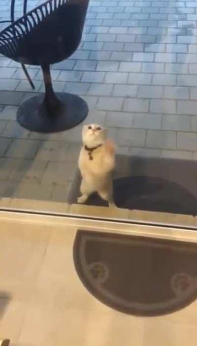 Cat.
