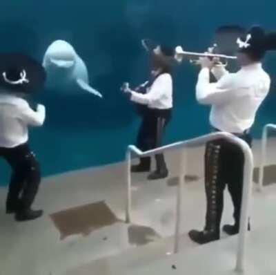 The Jotaros Go To The Aquarium - Real Life