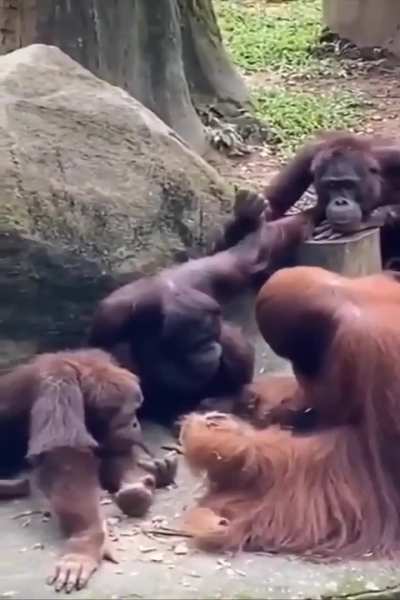 Elder Orangutan Passing Down the Skill of Tool Use to the Young