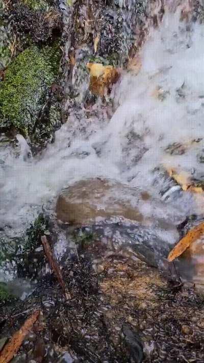 Platypus taking a shower in a waterfall