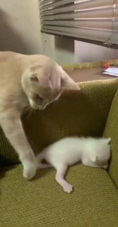 Touch tha baby cat