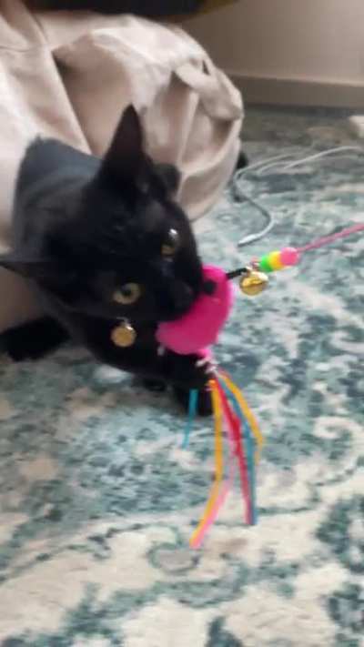 Whenever she gets a new toy, she becomes a dog.