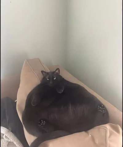 obese cat