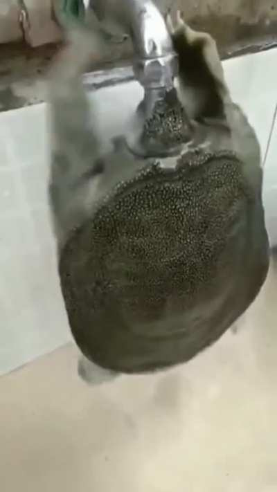 Gırtlak yapan kamplumbağa