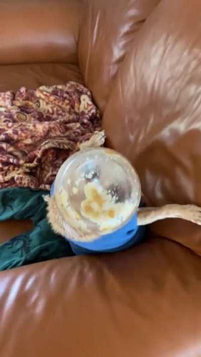 Someone help this poor doggo