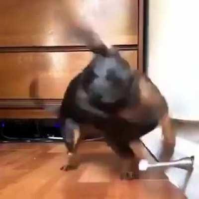 A dachshund has a go at the door stopper