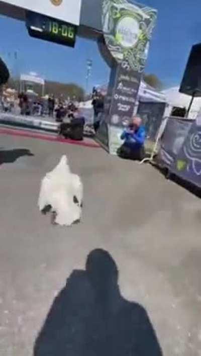 Duck runs in a marathon and gets a medal