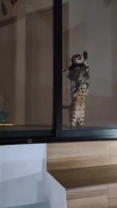 Cat.