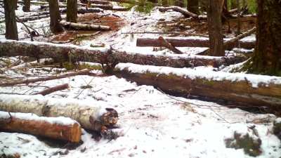 🔥 Trail Cam Montage