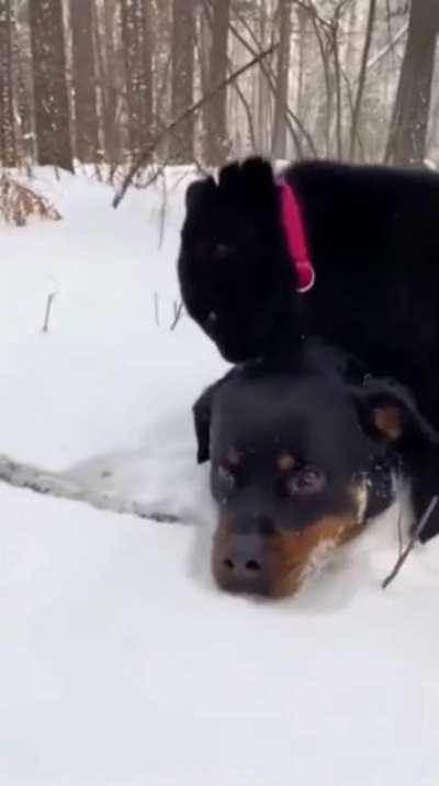 Friends with black panther