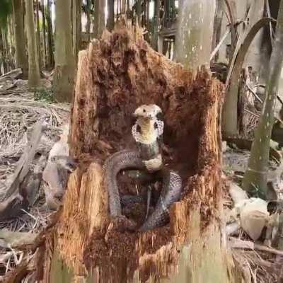 Bagging snakes from tree trunks