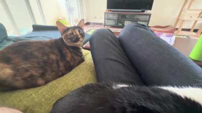 I’m petting her brother instead of her. She’s fuming.