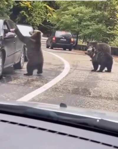🔥Guy gets a high five with a wild bear🔥