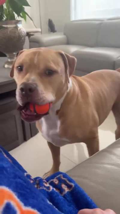 Dog sitting my big head best friend