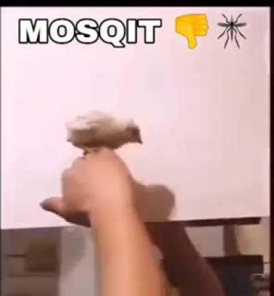Mosquit 👎