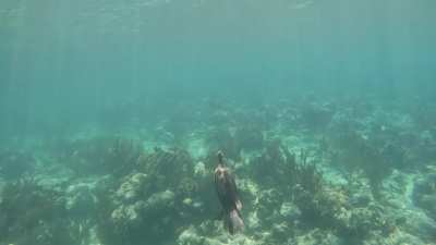 Bird Catches Trumpetfish