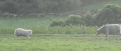 Sheep teaches young bull to headbutt