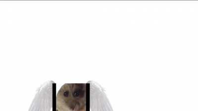 Hampter goes to a higher plane of existence.