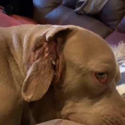 Pupper has a extra mouth growing in her ear. It even salivates.