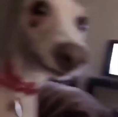 pinche perro calmese alaverga