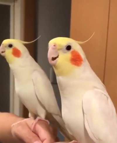 Forgetting the lyrics is so annoying..!