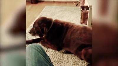 Dog farts, cat vomits