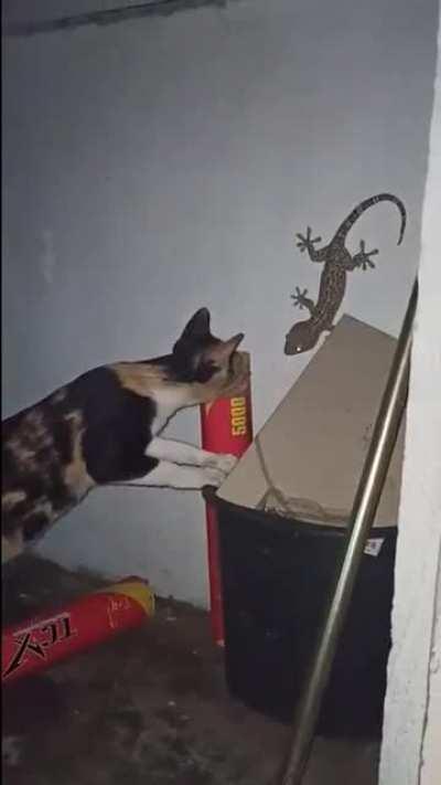 Curiosity killed the...