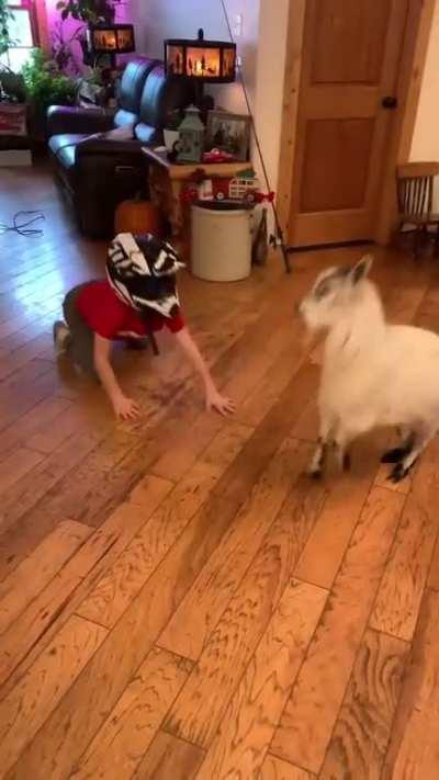 HMB while I headbutt this billy goat