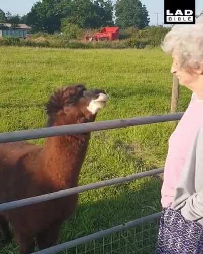 Old lady spits on a Llama and regrets it