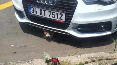 Uzun bir aradan sonra iguanamı yürüyüşe çıkardım, Arabanın altından çıkan kediye kırbaçladı amk