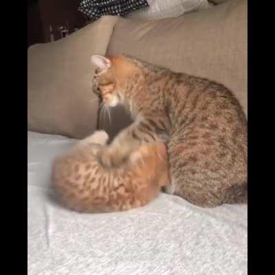 Playing with mother, so nice