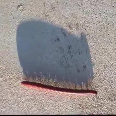 Apenas uma centopeia andando